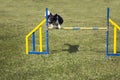Dog Agility jumping Royalty Free Stock Photo