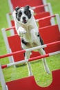 Dog agility Royalty Free Stock Photo