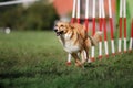 Dog agility slalom Royalty Free Stock Photo