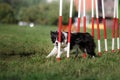 Dog agility slalom Royalty Free Stock Photo