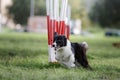 Dog agility slalom Royalty Free Stock Photo