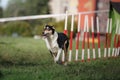 Dog agility slalom Royalty Free Stock Photo