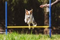 Dog Agility training with a puppy dog on the meadow, Hurdles and Royalty Free Stock Photo