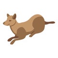 Dog agility training icon, isometric style