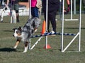Merle coloured Border Collie jumps over the hurdles on a dog agility trial. One paw already on the ground. O.