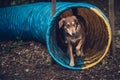 Dog in agility tunnel Royalty Free Stock Photo