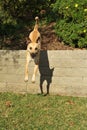 Dog is airborne jumping off a retaining wall Royalty Free Stock Photo
