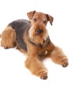 Dog Airedale Royalty Free Stock Photo