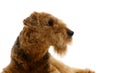 Dog Airedale looking up