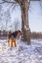Dog Airedale Terrier on a snow tied to the tree Royalty Free Stock Photo