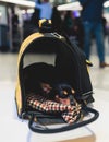 Dog in the airport hall before the flight, near luggage suitcase baggage, concept of travelling moving with pets, small black dog Royalty Free Stock Photo