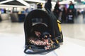 Dog in the airport hall before the flight, near luggage suitcase baggage, concept of travelling moving with pets, small black dog Royalty Free Stock Photo