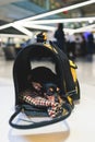 Dog in the airport hall before the flight, near luggage suitcase baggage, concept of travelling moving with pets, small black dog Royalty Free Stock Photo