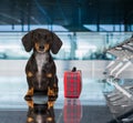 Dog in airport terminal on vacation Royalty Free Stock Photo