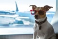 Dog in airport terminal on vacation Royalty Free Stock Photo