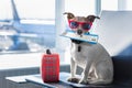 Dog in airport terminal on vacation Royalty Free Stock Photo