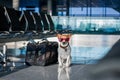 Dog in airport terminal on vacation Royalty Free Stock Photo