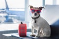 Dog in airport terminal on vacation Royalty Free Stock Photo