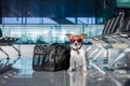 Dog in airport terminal on vacation Royalty Free Stock Photo