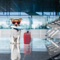 Dog in airport terminal on vacation Royalty Free Stock Photo