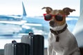 Dog in airport terminal on vacation Royalty Free Stock Photo