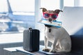 Dog in airport terminal on vacation Royalty Free Stock Photo