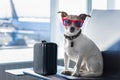 Dog in airport terminal on vacation Royalty Free Stock Photo