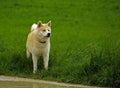 Dog / Akita Inu Royalty Free Stock Photo