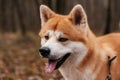 Dog Akita Inu 07