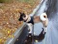 Dog Akita in the rain for a walk