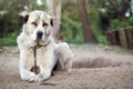 Dog alabai central asian shepherd dog lying on the ground in a p Royalty Free Stock Photo