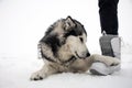 Dog Alaskan Malamute lies on the snow Royalty Free Stock Photo