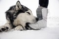 Dog Alaskan Malamute lies on the snow and plays, bites a man`s leg Royalty Free Stock Photo