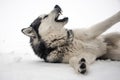 Dog Alaskan Malamute lies on the snow and shows a grin Royalty Free Stock Photo