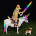 Dog alien rides the unicorn on meadow