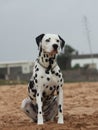 Confident purposeful Dalmatian dog