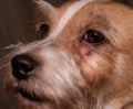 Dog allergy itchy eyes skin and fur disease. Closeup scratches.