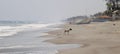 Dog alone on beach in El Salvador with boats and buildings in the background Royalty Free Stock Photo