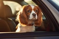 Dog alone in car on heat hot day, howls and whines. Cavalier King Charles Spaniel in Car on sunny summer