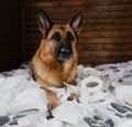 Young crazy dog is making mess at home. Dog is alone at home entertaining by eating toilet paper. Charming German Shepherd dog