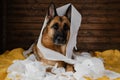 Young crazy dog is making mess at home. Dog is alone at home entertaining by eating toilet paper. Charming German Shepherd dog