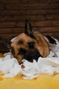 Young crazy dog is making mess at home. Dog is alone at home entertaining by eating toilet paper. Charming German Shepherd dog Royalty Free Stock Photo