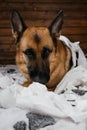 Young crazy dog is making mess at home. Dog is alone at home entertaining by eating toilet paper. Charming German Shepherd dog