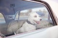 Dog alone is locked in car on heat hot day, howls and whines, asks for water on sunny summer Royalty Free Stock Photo