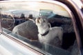 Dog alone is locked in car on heat hot day, howls and whines, asks for water on sunny summer Royalty Free Stock Photo