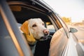 Dog alone is locked in car in heat, window is open. Concept wait travel Royalty Free Stock Photo