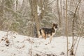 A dog alone in the woods in the winter. Snowing. A homeless animal. Humanism. Animal protection