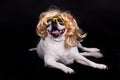 Dog american bulldog on black background glasses hair