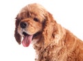 Dog american cocker spaniel, isolated Royalty Free Stock Photo