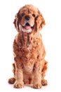 Dog american cocker spaniel, isolated